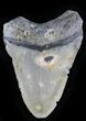 Bargain Megalodon Tooth - North Carolina #28495-1